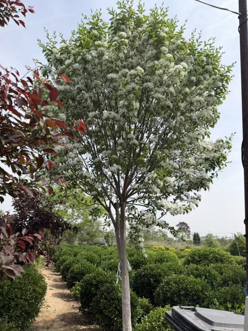 江苏流苏树俗称:四月雪，糯米茶，茶叶树。规格齐全3-20