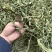 肾精草中药材无硫正品货真价实肾精草批发零售
