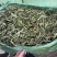 肾精草中药材无硫正品货真价实肾精草批发零售
