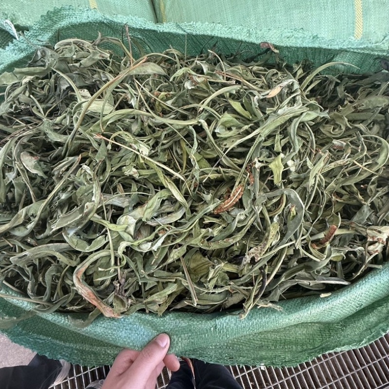 肾精草中药材无硫正品货真价实肾精草批发零售