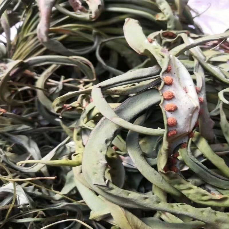 肾精草中药材无硫正品货真价实肾精草批发零售