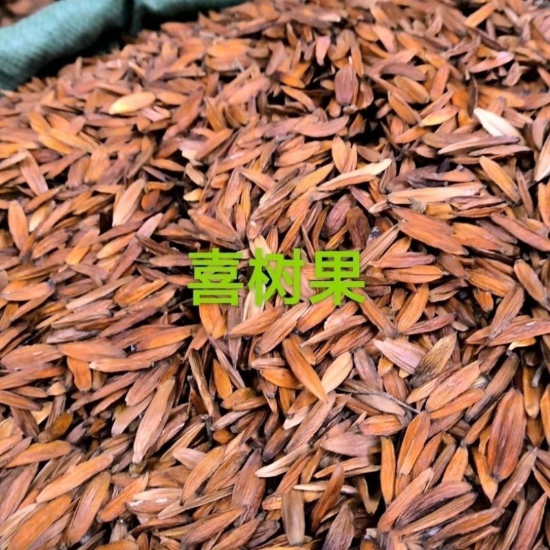 喜树果中药材正品喜树果无硫货真价实批发零售