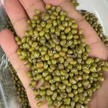 广州采购5万吨明绿豆