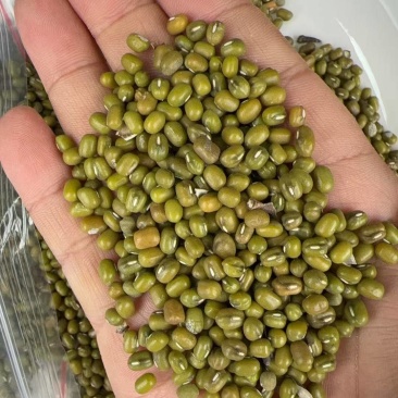 广州采购5万吨明绿豆