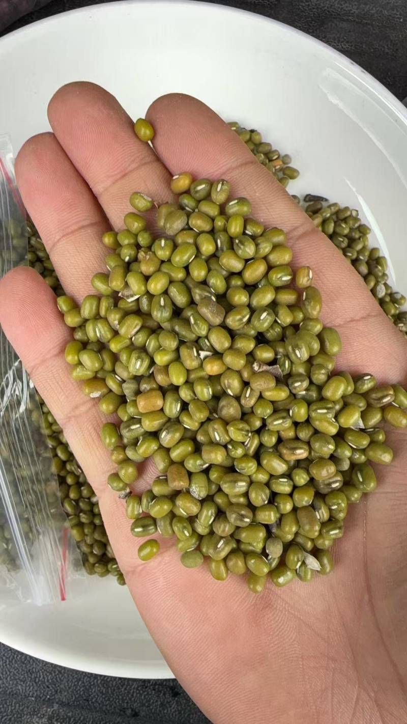 广州采购5万吨明绿豆