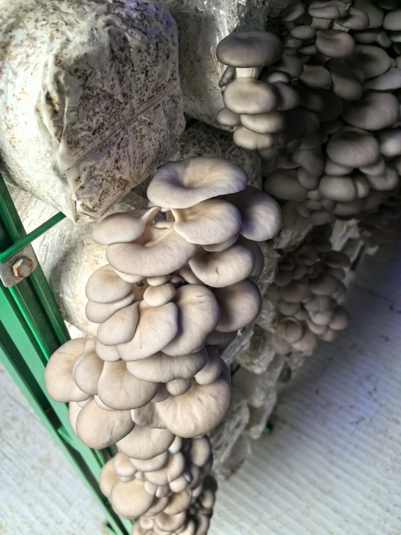 平菇大量有货基地直供品质优新鲜可视频看货欢迎咨询来电