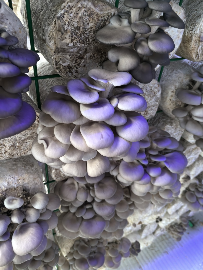平菇大量有货基地直供品质优新鲜可视频看货欢迎咨询来电