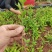香橙奶苗
