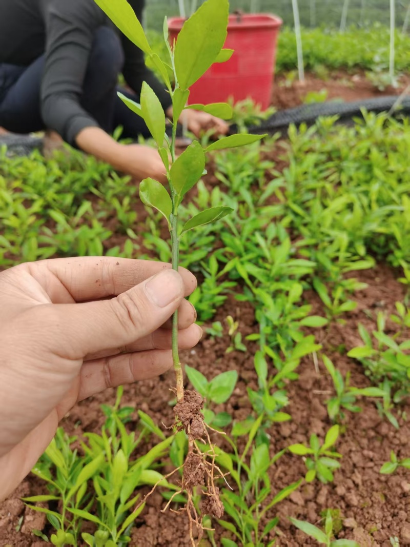 香橙奶苗