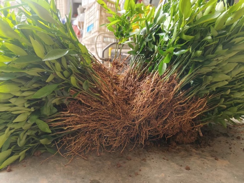 香橙奶苗