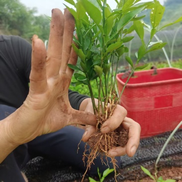 香橙奶苗