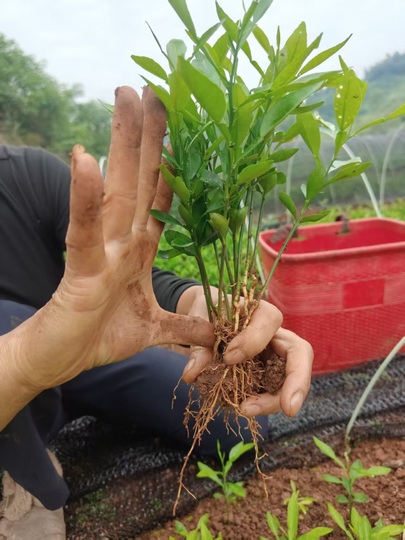 香橙奶苗