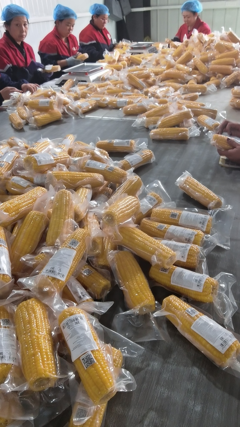 巴彦淖尔甜糯玉米对接电商商贸批发市场支持一件代发