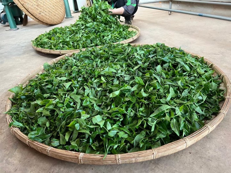 普洱茶大量批发出售（易武）