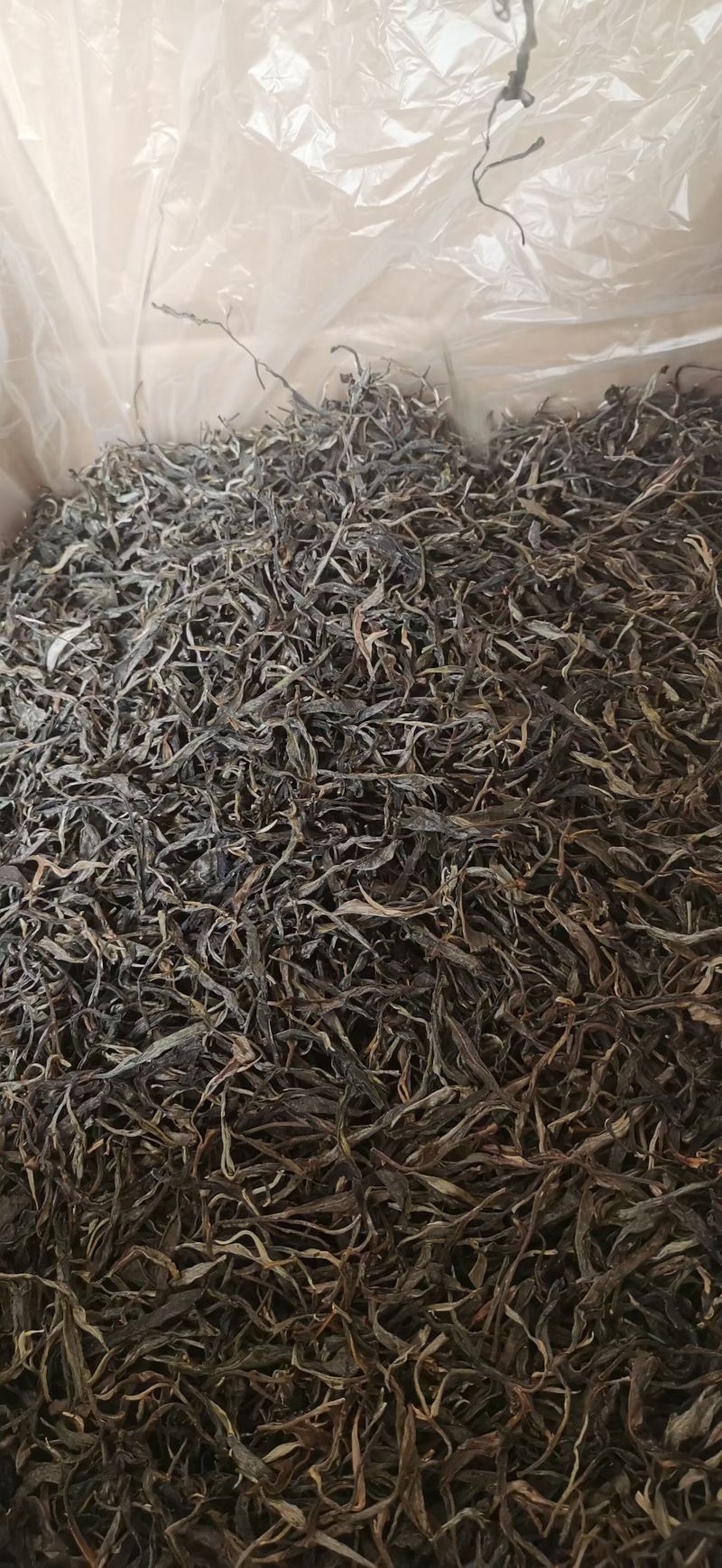 普洱茶大量批发出售（易武）