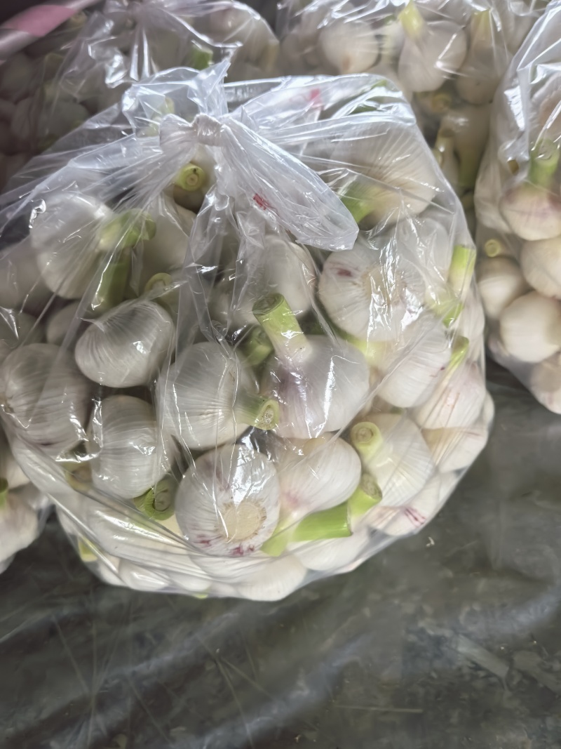 山东临沂郯城大蒜大量上市，质量很好，价格不高，欢迎实地考