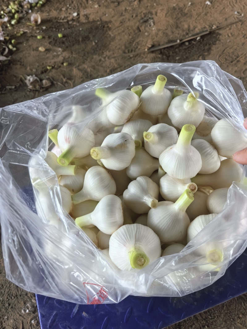 山东临沂郯城大蒜大量上市，质量很好，价格不高，欢迎实地考