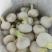 山东临沂郯城大蒜大量上市，质量很好，价格不高，欢迎实地考