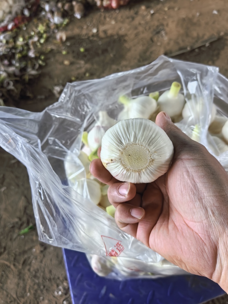 山东临沂郯城大蒜大量上市，质量很好，价格不高，欢迎实地考