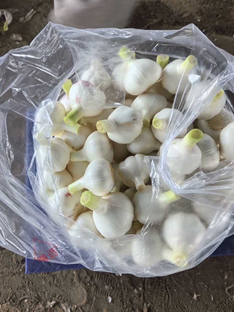 山东临沂郯城大蒜大量上市，质量很好，价格不高，欢迎实地考