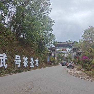 普洱茶大量批发出售（易武）