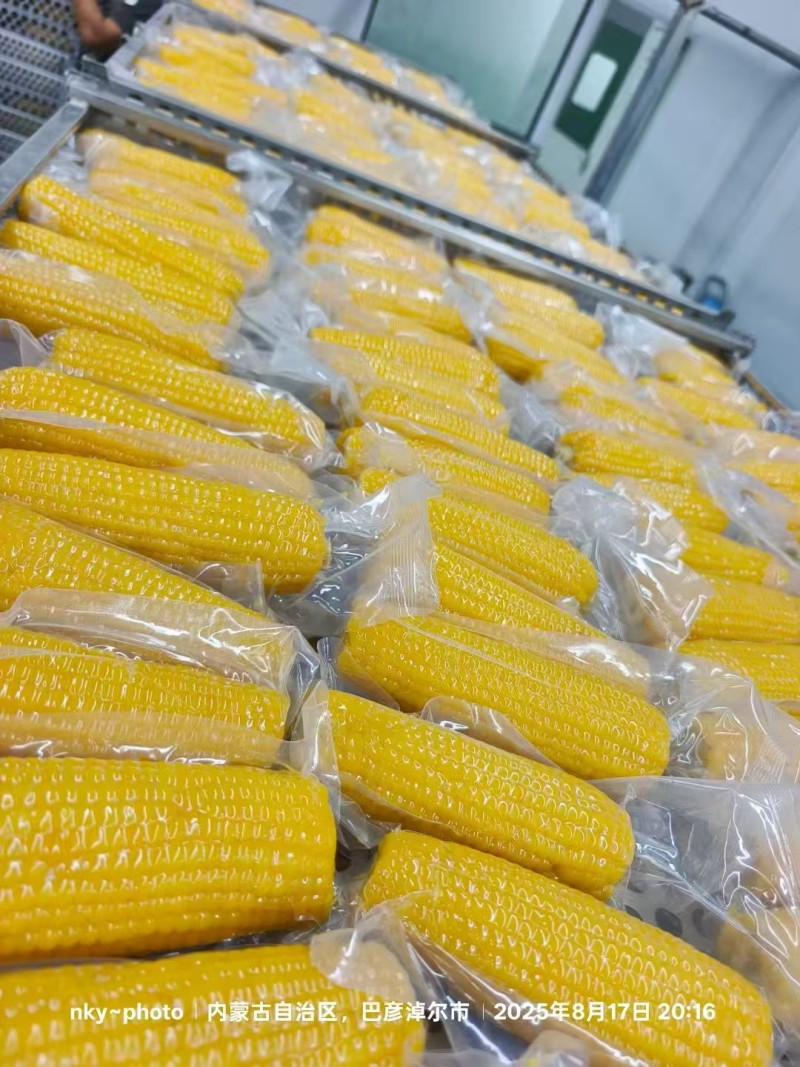 巴彦淖尔甜糯玉米对接电商商贸批发市场支持一件代发