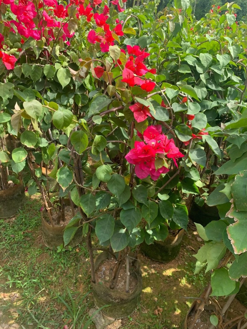 红花三角梅