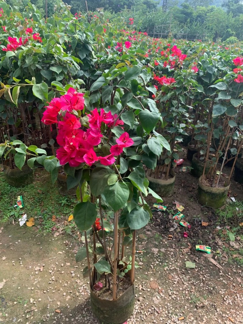 红花三角梅