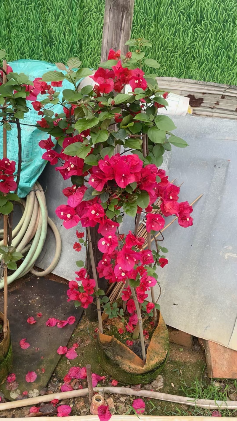 红花三角梅