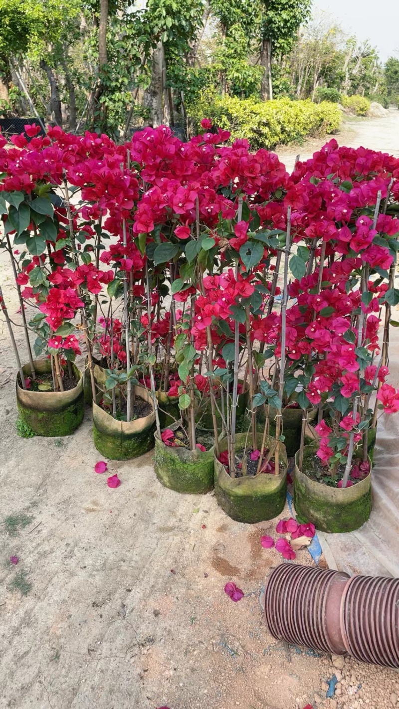 红花三角梅