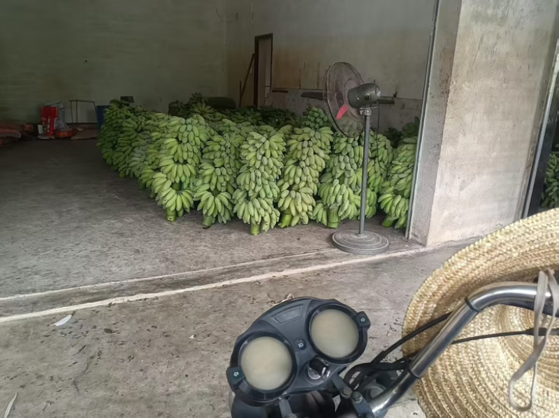 正宗小米蕉，口感软糯香甜，产地直发新鲜采摘，不打蜡