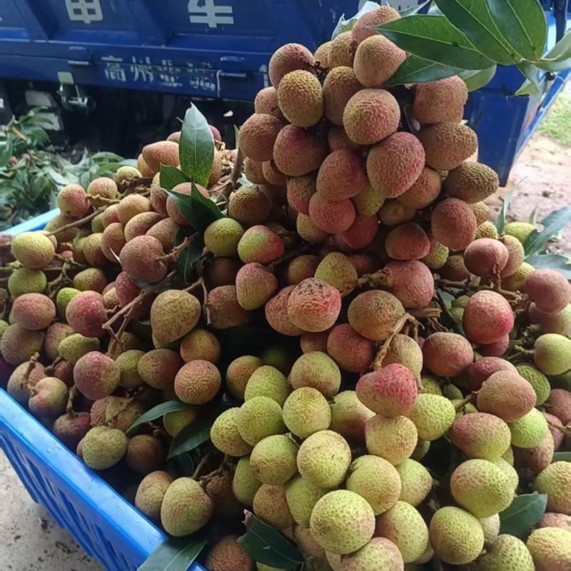 精品荔枝，新鲜采摘，纯甜爆汁，口感丰富，营养健康