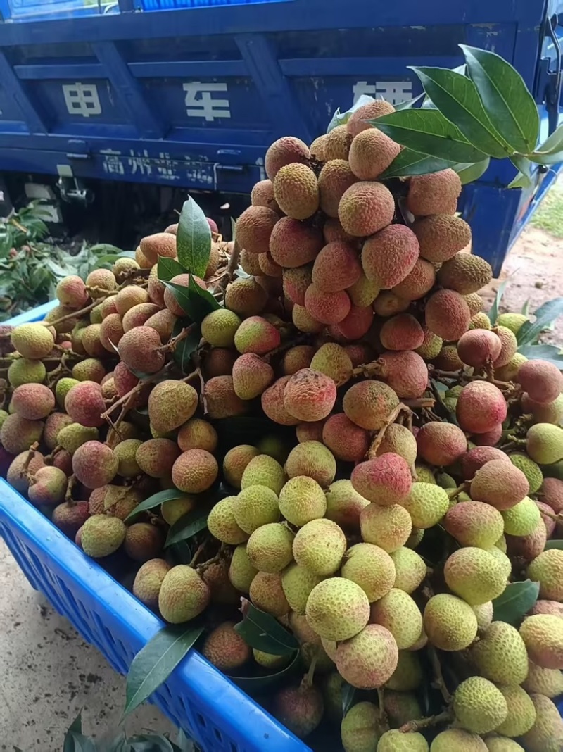 精品荔枝，新鲜采摘，纯甜爆汁，口感丰富，营养健康