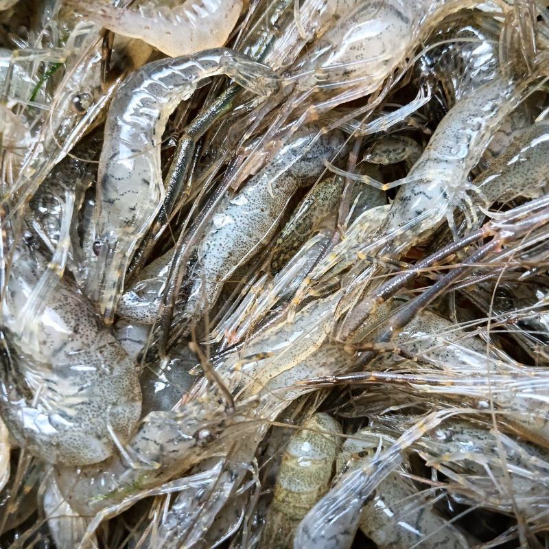 正宗的小河虾
