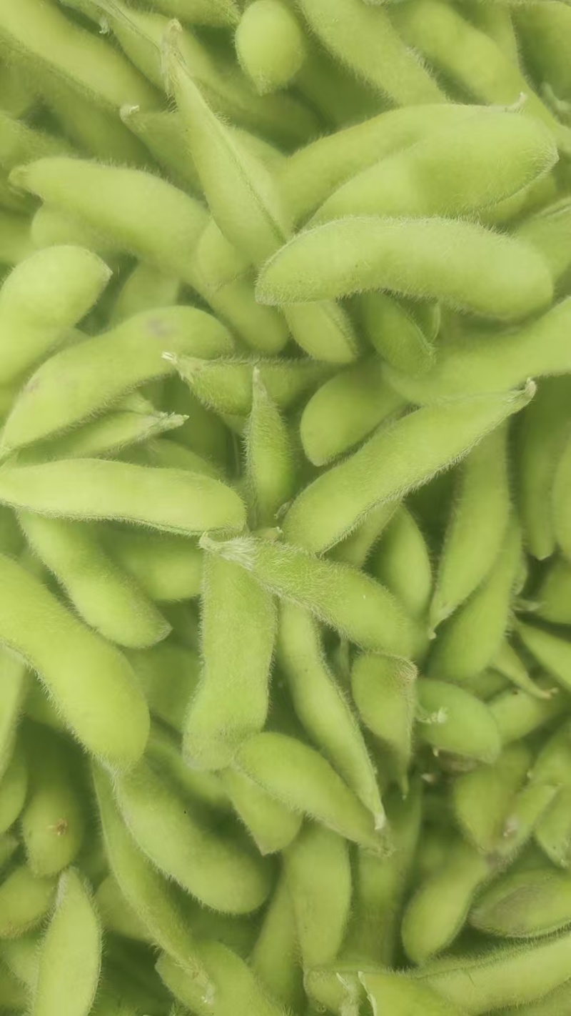 毛豆，大量有货，物美价优，欢迎咨询，