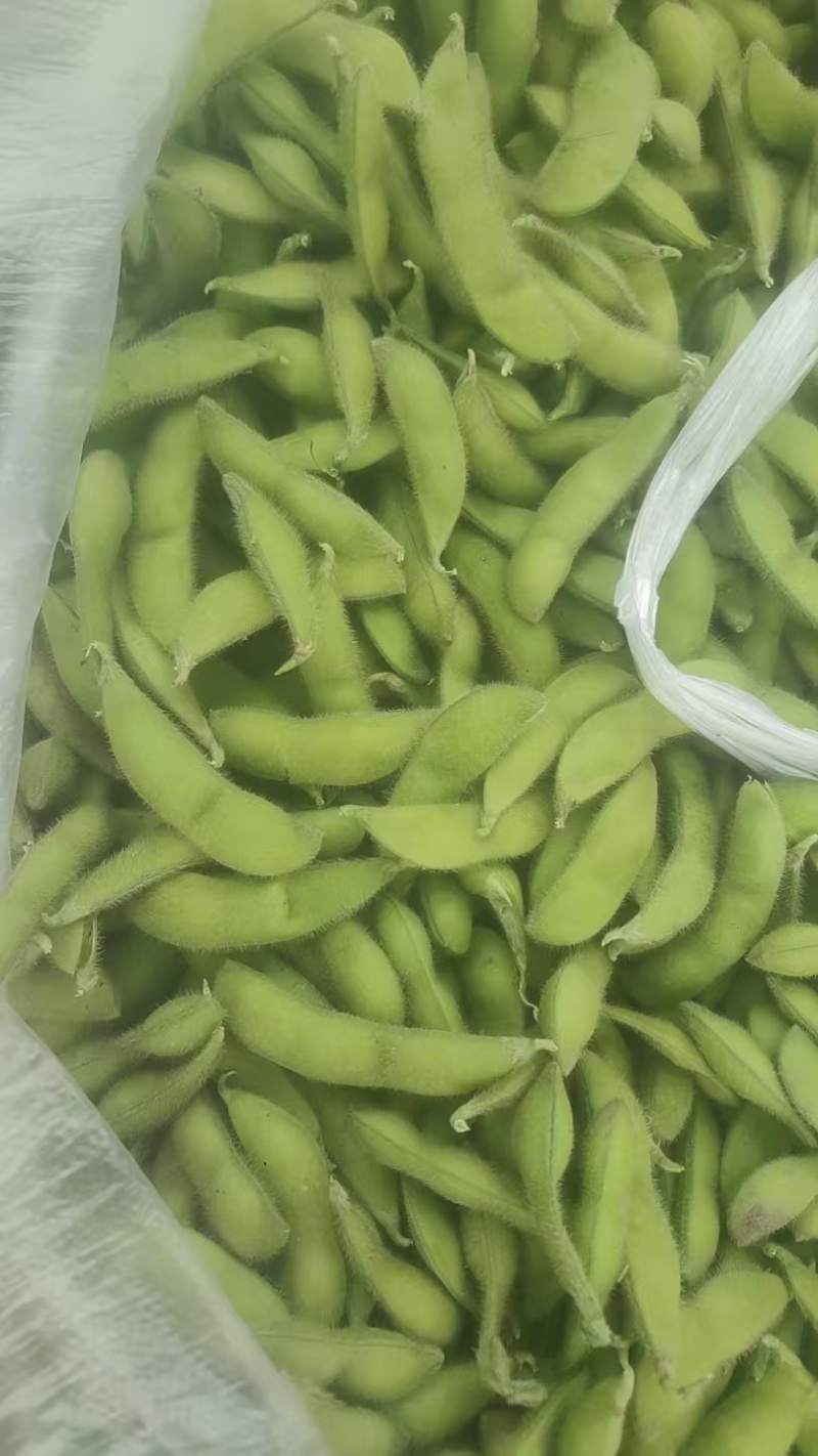 毛豆，大量有货，物美价优，欢迎咨询，