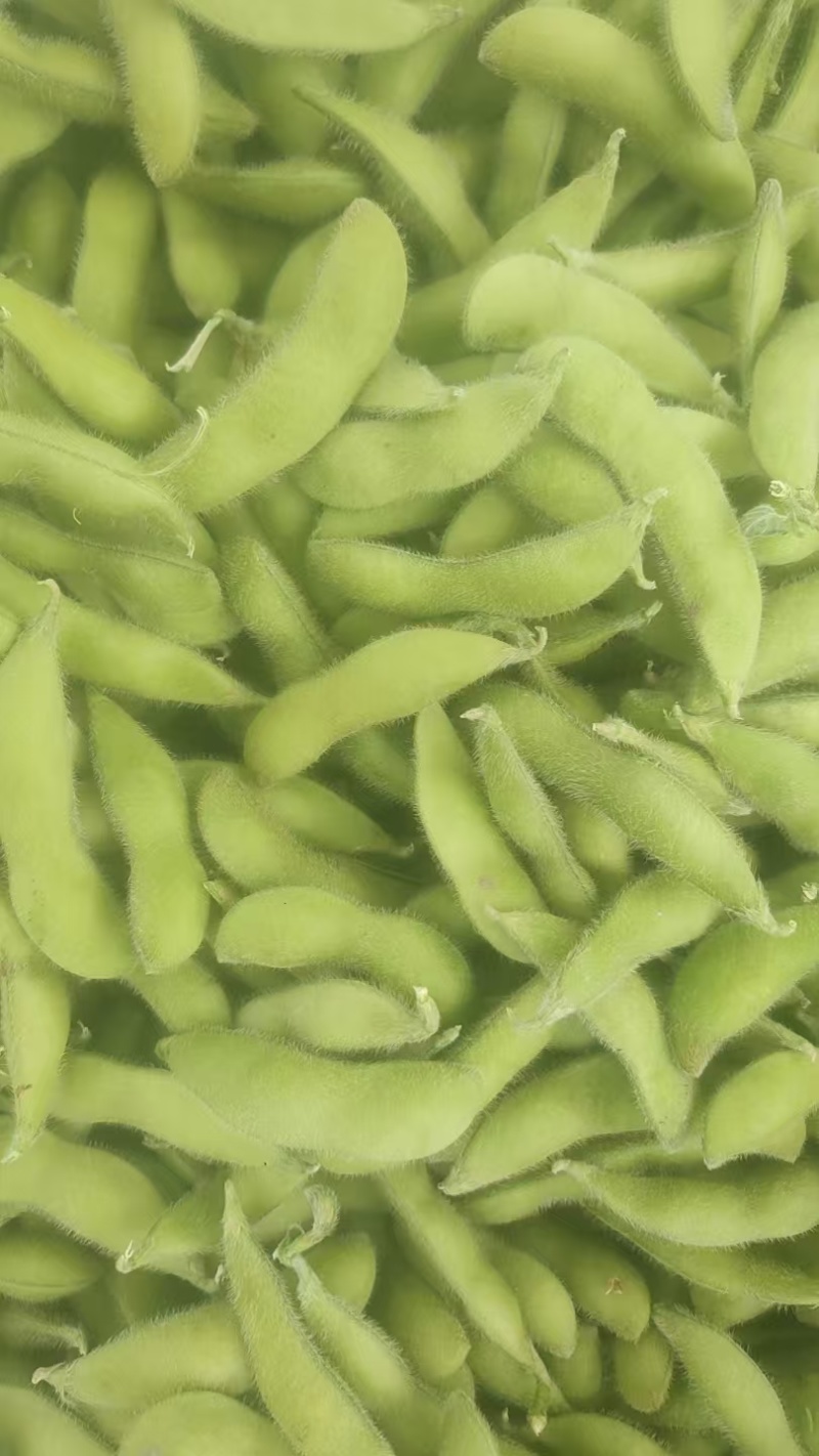毛豆，大量有货，物美价优，欢迎咨询，