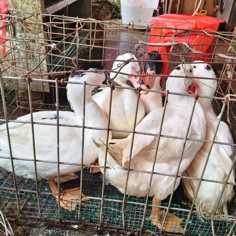 【精选】优质土鸭自家养殖品种优良营养丰富适合煲汤和烧烤