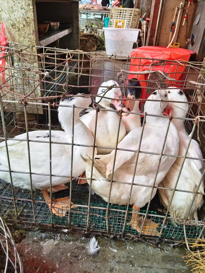 【精选】优质土鸭自家养殖品种优良营养丰富适合煲汤和烧烤