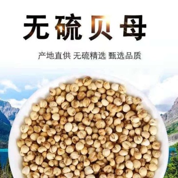 原色四川贝母小颗粒250g免费打粉无硫熏原生态四川特产