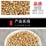 原色四川贝母小颗粒250g免费打粉无硫熏原生态四川特产