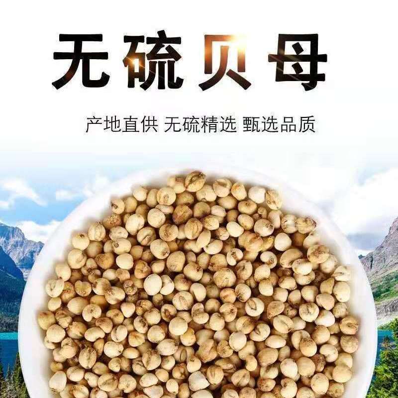 原色四川贝母小颗粒250g免费打粉无硫熏原生态四川特产