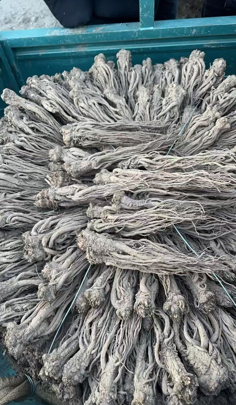 当归精品长条品质保证干货价格实惠一件代发包邮