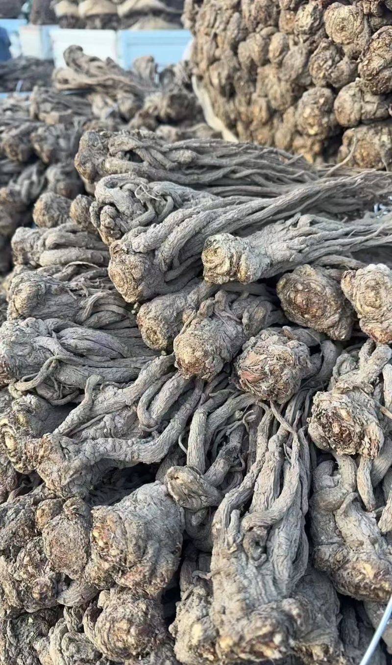 当归精品长条品质保证干货价格实惠一件代发包邮