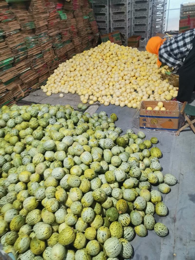 山东精品甜瓜花美人甜瓜/货源充足/产地直发/欢迎联系