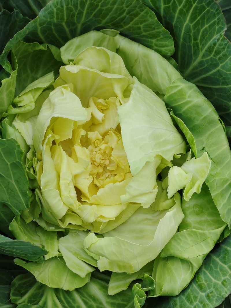 不包心莲花白