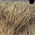 党参白条党参干度好品质好价格实惠支持一件代发包