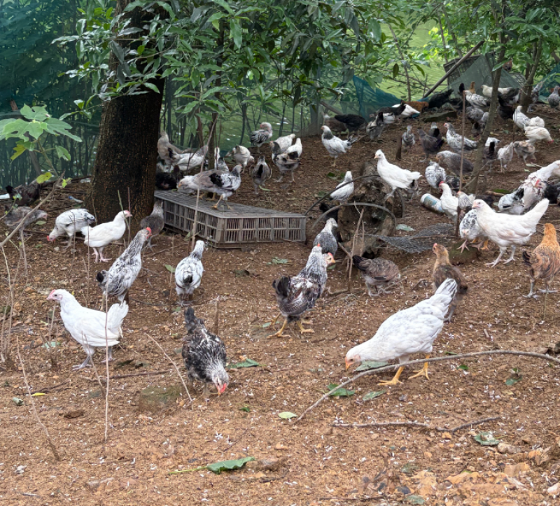 量大可议鹊山鸡三个多月疫苗齐全包健康到家公母自选