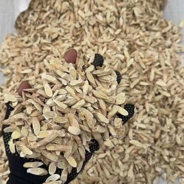 精品黄芪黄芪切片黄芪大中小瓜子片货源充足价格优一件