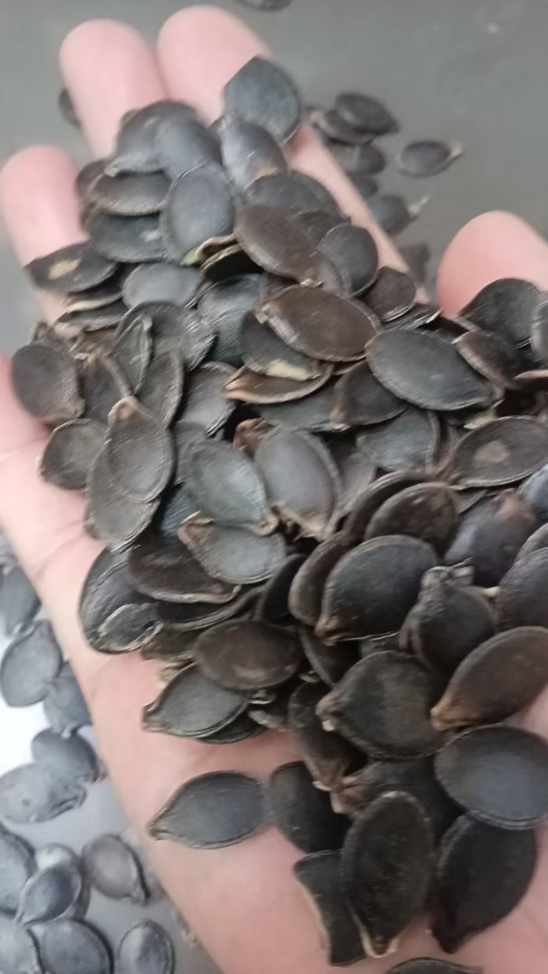 色选黑南瓜子（黑金刚）